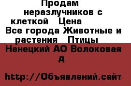 Продам 2 неразлучников с клеткой › Цена ­ 2 500 - Все города Животные и растения » Птицы   . Ненецкий АО,Волоковая д.